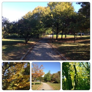 a gorgeous walk through the park with the pupcicle!