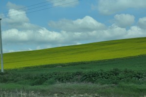 green fields on one side...