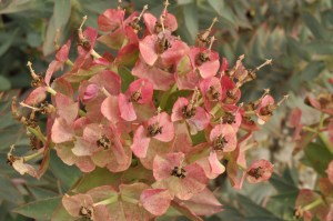 no idea what these were, but they were beautiful!