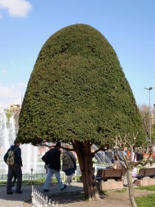 well-sculpted mushroom trees
