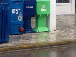 Chickens who patrol for litter.