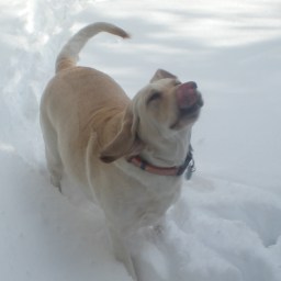 Sunday Comics: National Humor Month