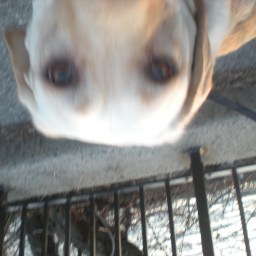 Memoirs of a Princess Pupcicle: Sweet Jesus!