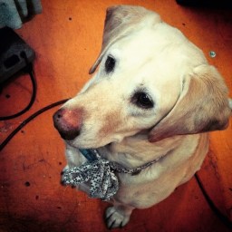 Memoirs of a Princess:  Bella’s Story