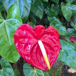 Room With A Rainforest View